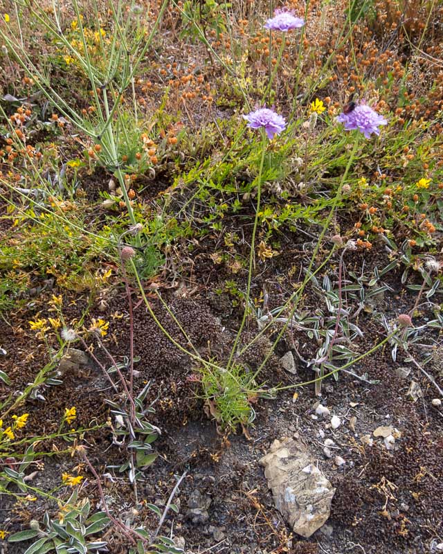 Scabiosa triandra / Vedovina a foglie sottili